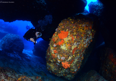 Agenzia/operatore Turistico Blue Diving Ustica